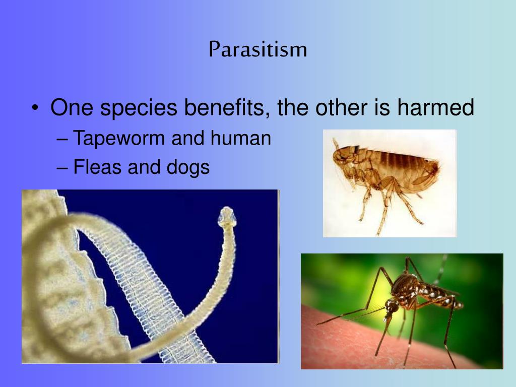 parasitism in an ecosystem