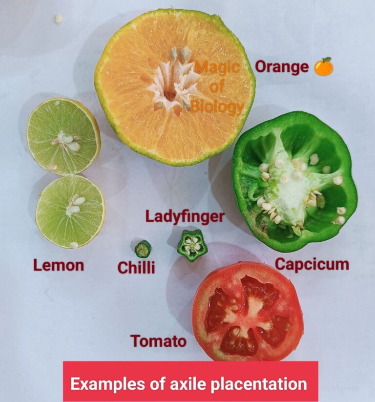 Morphology of flowering plants – Part II - Testwizard